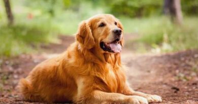Los nombres de perro más originales