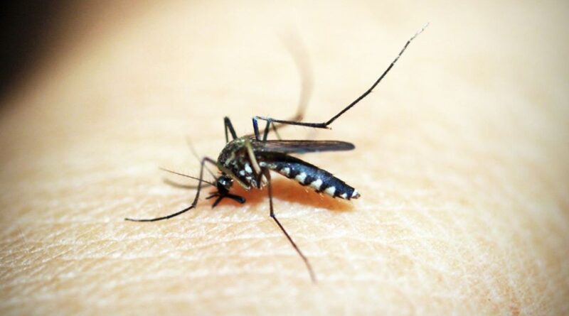 750 millones de mosquitos genéticamente modificados serán liberados en Florida