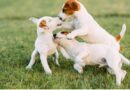 Por qué nos lamen realmente los perros, según los expertos