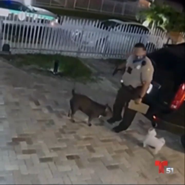 jessyhattinews Una cámara de seguridad captó el momento en que un agente de policía del condado #MiamiDade en #Florida  disparó su arma 7 veces contra un perro raza American Bully, matando al animal de 8 meses.
.
Los agentes acudieron a esa vivienda tras el llamado de vecinos quejándose por el ladrido de perros.
.
@telemundo51
#Telemundo51 #Viral #VideoViral #Police #Dog #Dogs.
#guayaquilcaliente @devildaddy__👹
@GrypusBroker de #MediosDigitales 📱